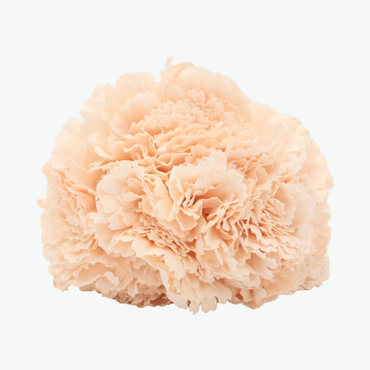 bouquet of carnations